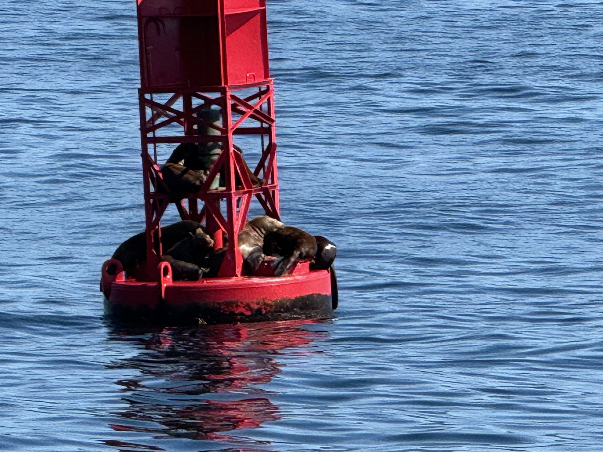 Alaska CruiseAugust 2025