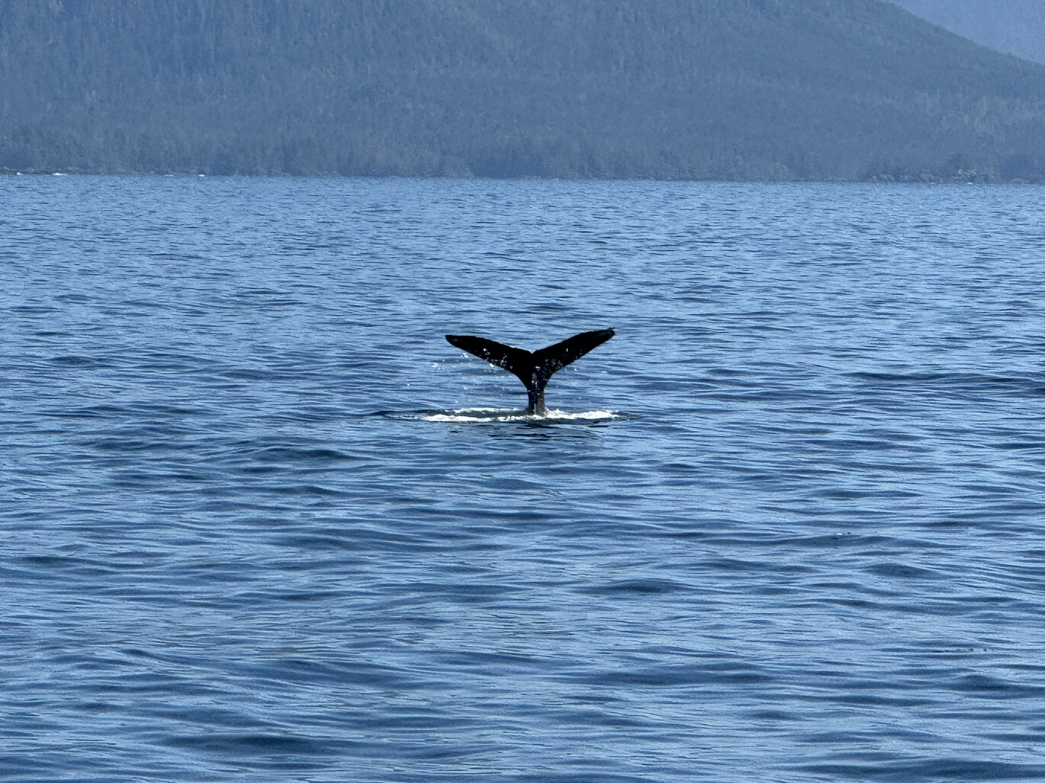 Alaska CruiseAugust 2025