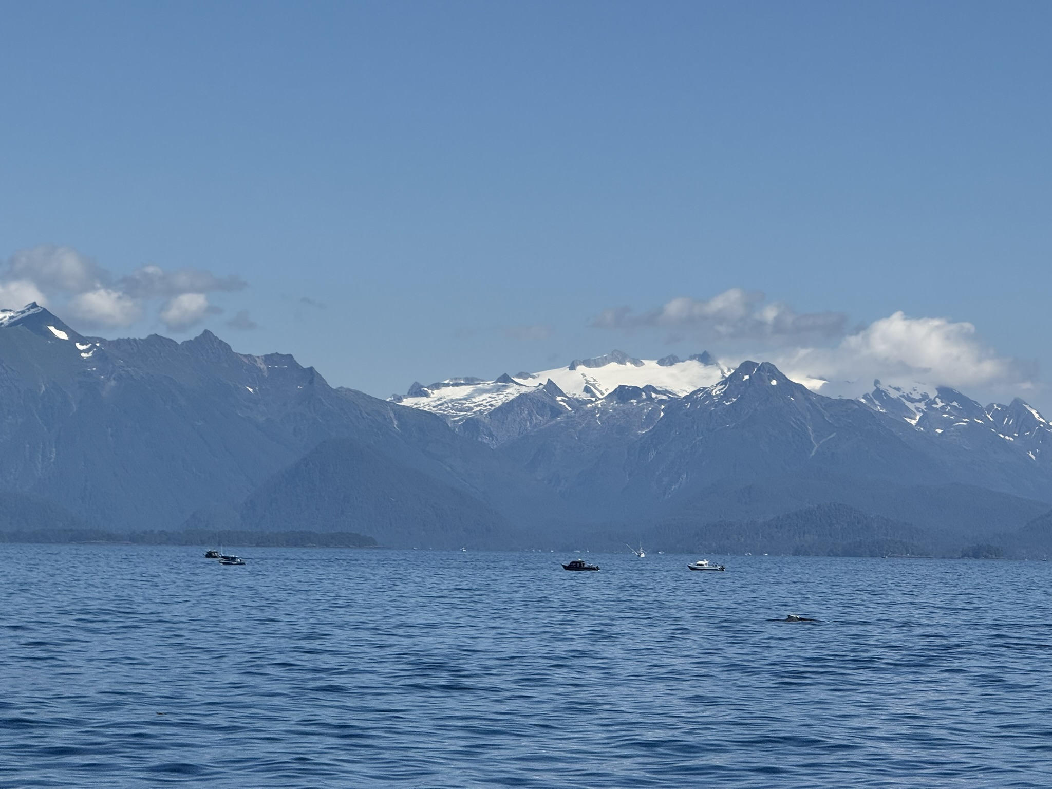 Whale Watching