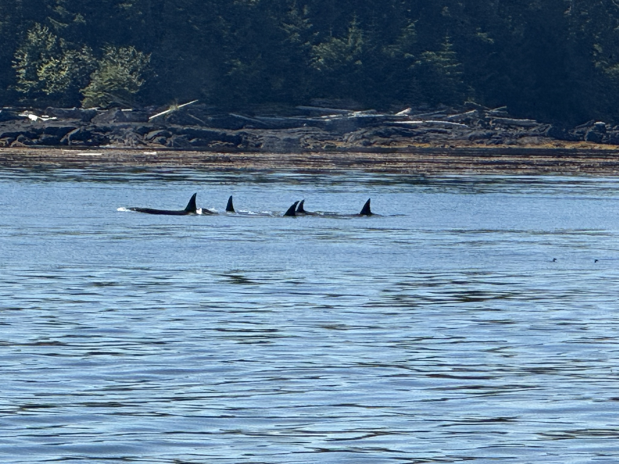 Alaska CruiseAugust 2025